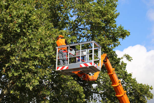 Best Leaf Removal  in Long Branch, VA